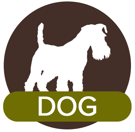 dog icon